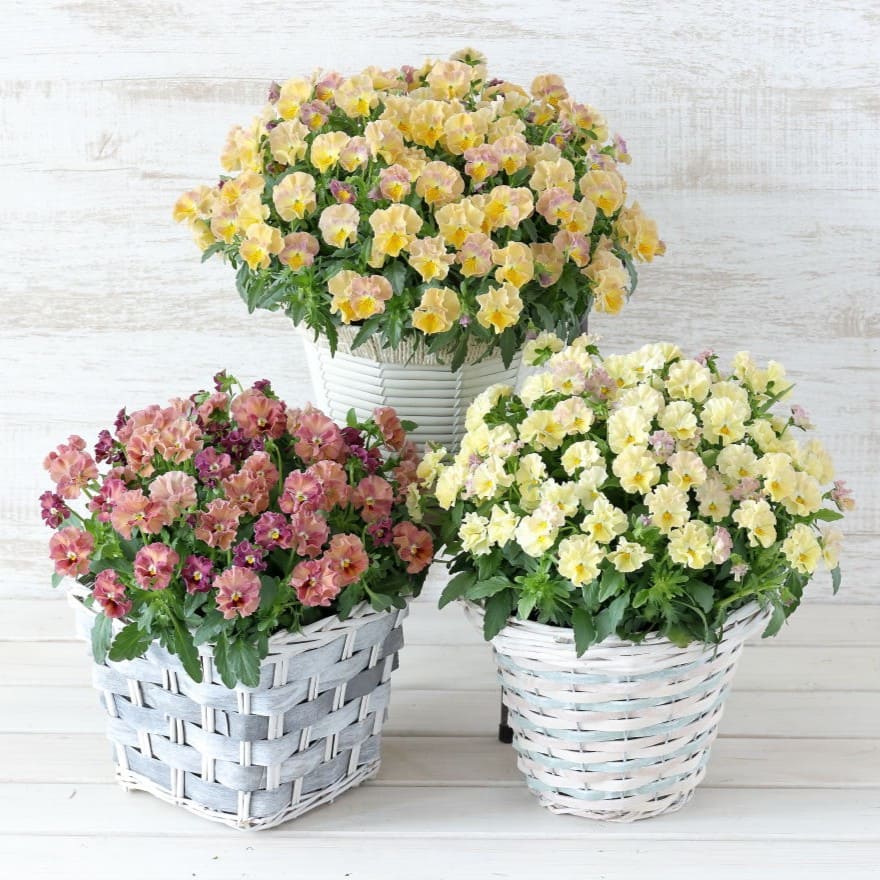 華あられ寄せ植え画像