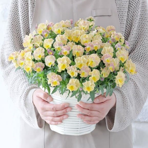 華あられ寄せ植え画像