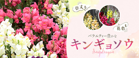 草丈も花色もバラエティー豊かなキンギョソウ