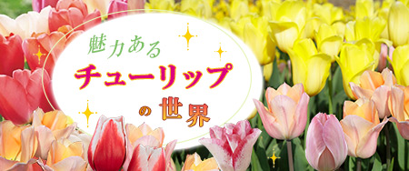 魅力あるチューリップの世界