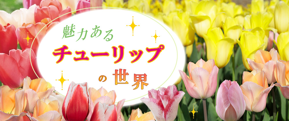 魅力あるチューリップの世界
