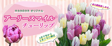 サカタのタネオリジナル アーリースマイル（R）チューリップ