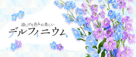 涼しげな色みが美しい デルフィニウム