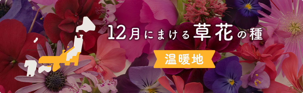 12月に温暖地でまける草花の種 種まきカレンダー 種 タネ 球根 苗の通販はサカタのタネ オンラインショップ