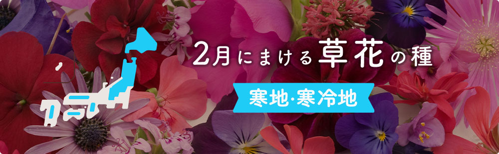 2月に寒地 寒冷地でまける草花の種 種まきカレンダー 種 タネ 球根 苗の通販はサカタのタネ オンラインショップ