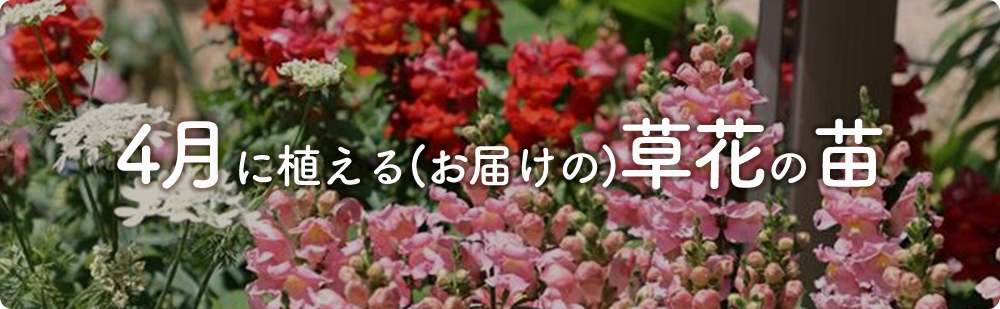 4月にまける花の苗