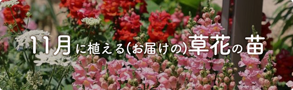 11月にまける花の苗