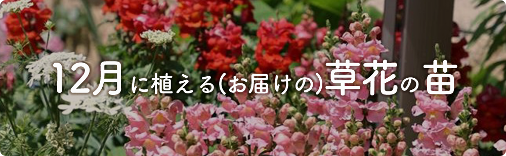 12月にまける花の苗