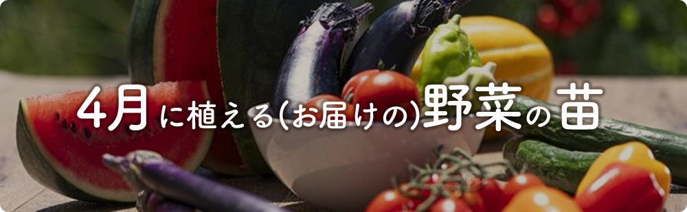 4月にまける野菜の苗
