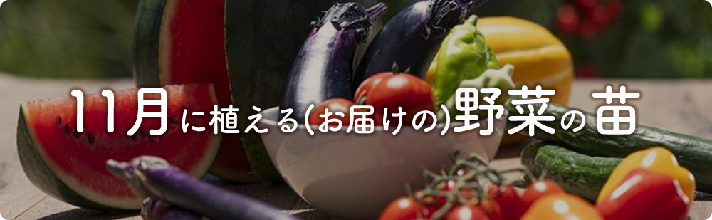 11月にまける野菜の苗