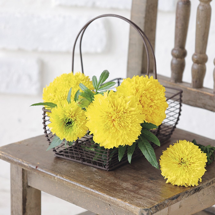 マリーゴールド サンキス イエロー｜種（タネ）,球根,苗,資材