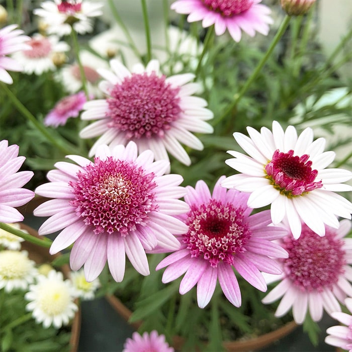 マーガレット 3種セット｜種（タネ）,球根,苗,資材,ガーデニング