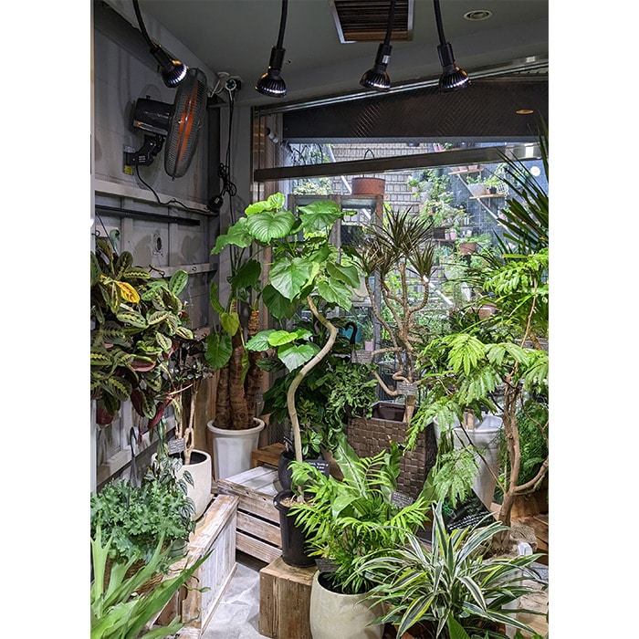 Plants NEXLIGHT PAR303（電球色）WC95（白）｜種（タネ）,球根,苗