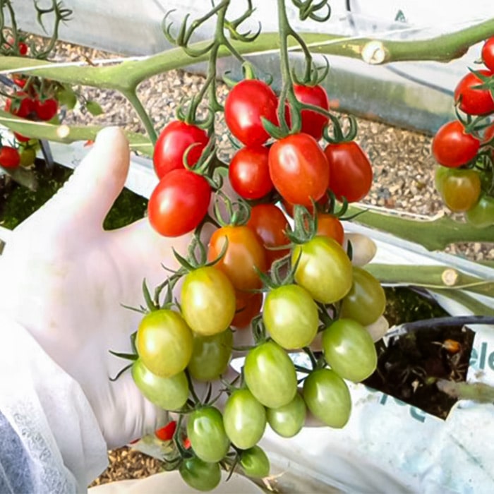 ミニトマト プリンセス アイコ 種 タネ 球根 苗の通販はサカタのタネ オンラインショップ