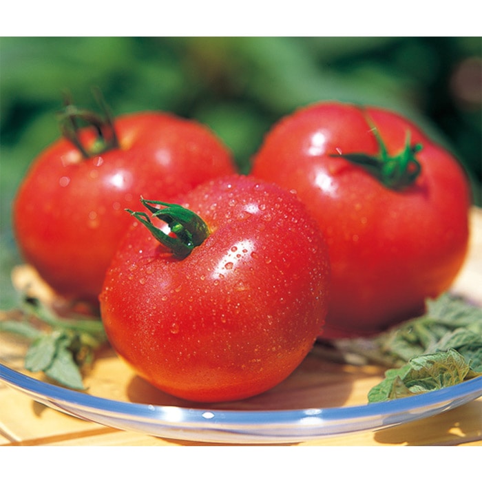 大玉トマト 麗夏 種 タネ 球根 苗の通販はサカタのタネ オンラインショップ