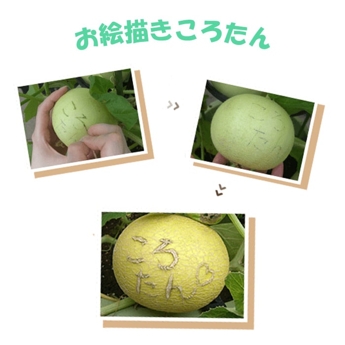 ネットメロン ころたん（R） 自根苗｜種（タネ）,球根,苗,資材