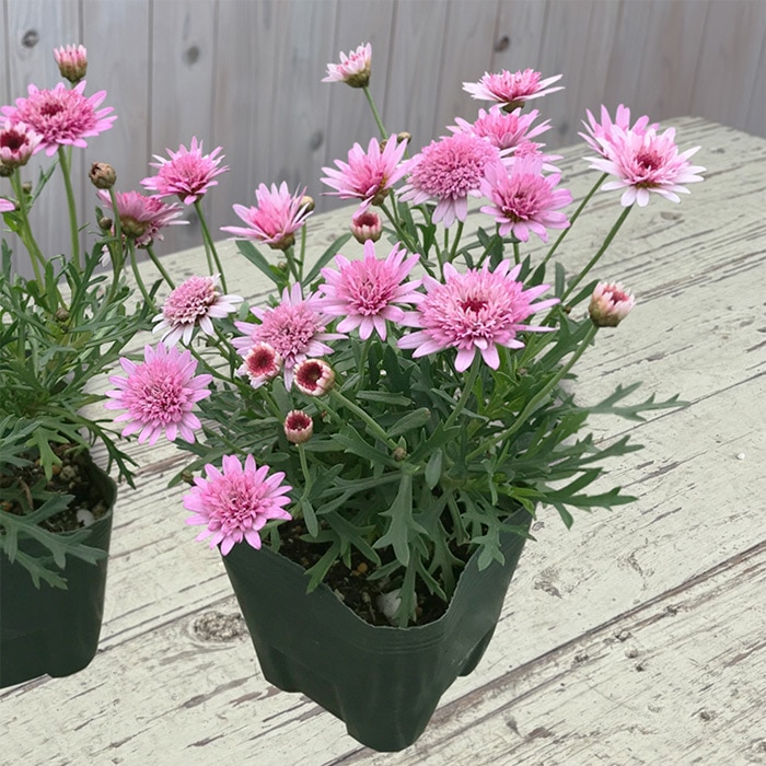 花苗・珍しい初夏咲き・大輪・大株・マーガレット・宿根草 61Ac+U8lNbL._AC_UF350,