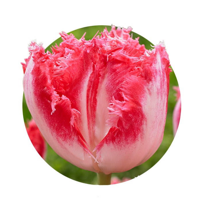 キリュウキリュウ　バムフラップ！レア商品！ キリュウキリュウ バムフラップ！レア商品！