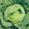 キャベツ 富士早生