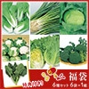 葉菜の種 福袋 6種セット