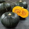サンプル品 栗カボチャ ブラックのジョー（R）