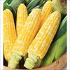スイートコーン しあわせコーン(R)