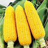 スイートコーン ゴールドバンタム
