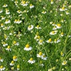 有機種子 ジャーマンカモミール