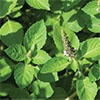 有機種子 ホーリーバジル トゥルシー