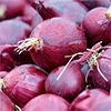 有機種子 赤タマネギ レッドバロン