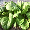 有機種子 ほうれん草 アーリージャイアンントリーフ