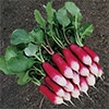 有機種子 ラディッシュ 紅白セミロング