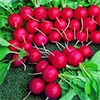 有機種子 ラディッシュ 深紅ラウンド