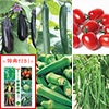 野菜の種はじめてセット 5種セット