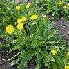 有機種子 ダンディライオン （西洋タンポポ）