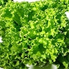 有機種子 リーフレタス ロロビオンダ 緑