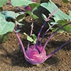 有機種子 コールラビ アスルスター 紫