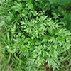 有機種子 イタリアンパセリ