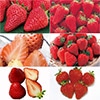 イチゴ よりどり6種セット