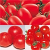 トマト食べ比べ 3種セット 4月中～下旬発送予定