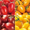 ミニトマト アイコシリーズ 4種セット 接木苗