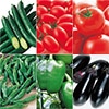 お試し野菜苗 接木苗 6種セット 5月中～下旬発送予定