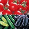 サカタのタネ おいしい野菜苗 3種セット 4月中～下旬発送予定