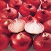 タマネギ 早生湘南レッド