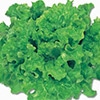 リーフレタスグリーン ジフィーセブンC苗