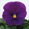 パンジー パシオ(R) クリアパープル