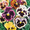 パンジー シャロンジャイアント 特選混合