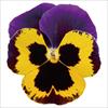 パンジー パシオ(R) パープル＆イエローブロッチ
