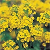 菜の花 寒咲系 混合