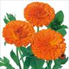 カレンジュラ（金せん花） 中安 サカタ特選種